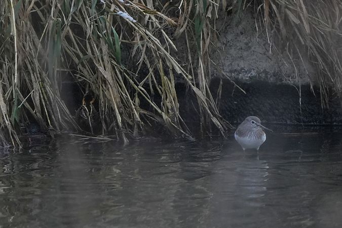 Waldwasserläufer  - Marcin Sołowiej