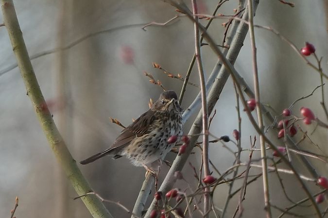Singdrossel  - Marcin Sołowiej