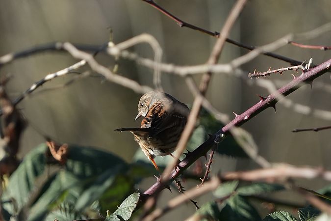 pokrzywnica  - Marcin Sołowiej