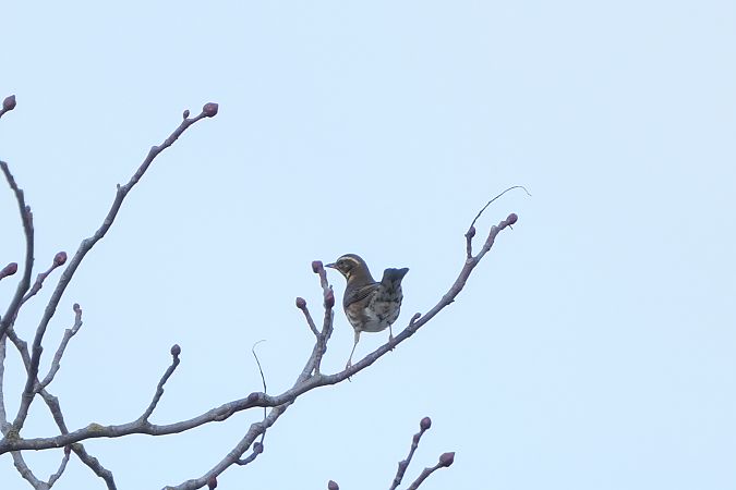 droździk  - Marcin Sołowiej