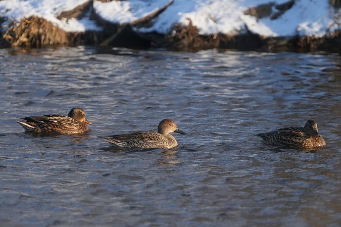 rożeniec  - Marcin Sołowiej