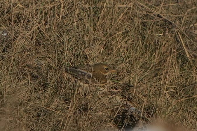 świergotek łąkowy  - Marcin Sołowiej