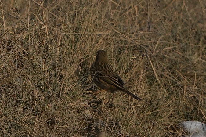 świergotek łąkowy  - Marcin Sołowiej