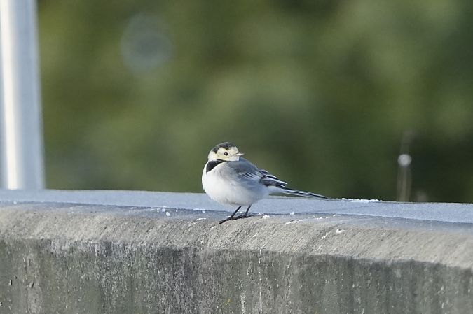 Bachstelze  - Marcin Sołowiej