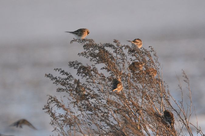 rzepołuch  - Robert Łapiński