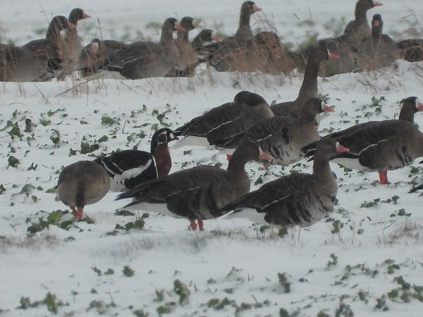 bernikla rdzawoszyja  - Andrzej Gajowniczek