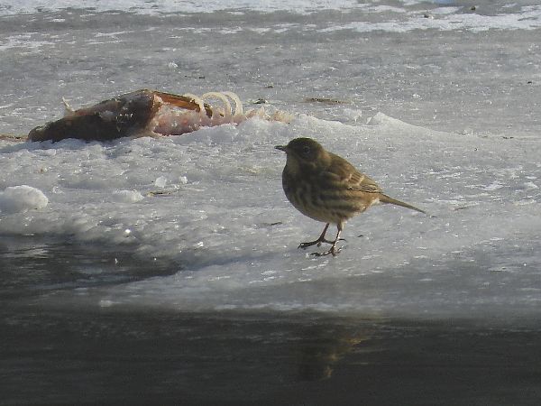 świergotek nadmorski  - Andrzej Gajowniczek