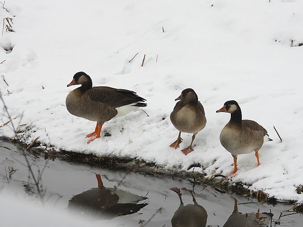 gęgawa x bernikla kanadyjska  - Andrzej Gajowniczek