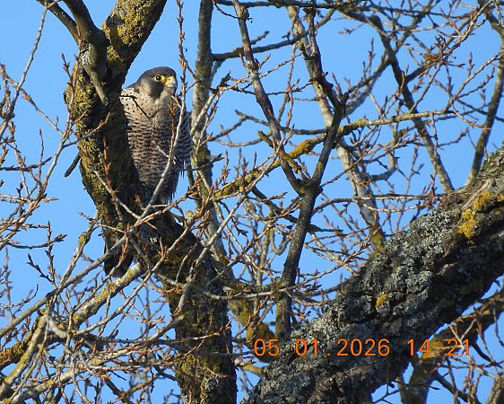 sokół wędrowny  - Ewa Szczepankiewicz