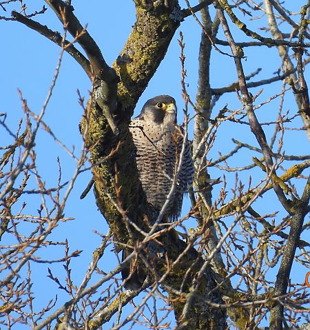 Wanderfalke  - Ewa Szczepankiewicz
