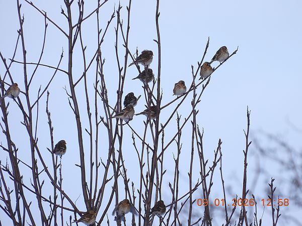 rzepołuch  - Ewa Szczepankiewicz