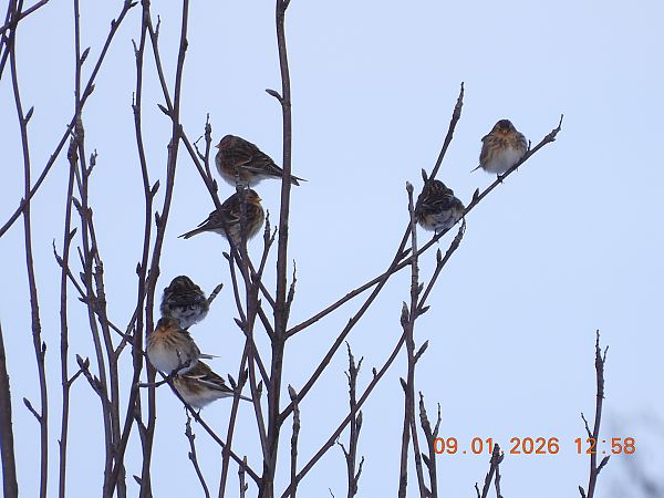 Berghänfling  - Ewa Szczepankiewicz
