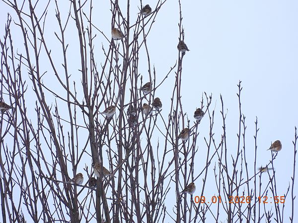 Berghänfling  - Ewa Szczepankiewicz