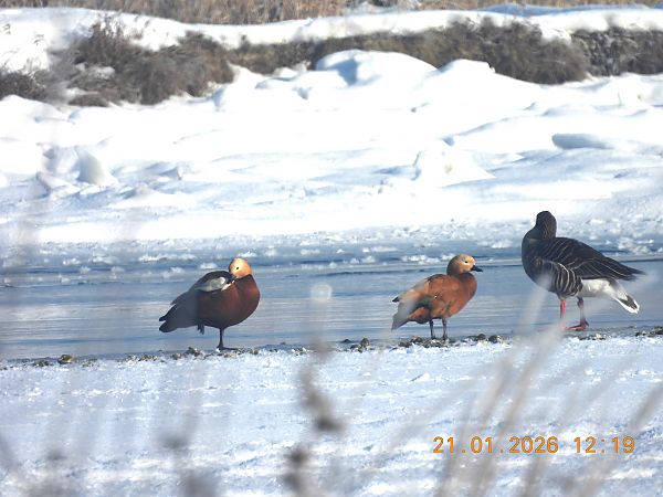 kazarka rdzawa  - Ewa Szczepankiewicz