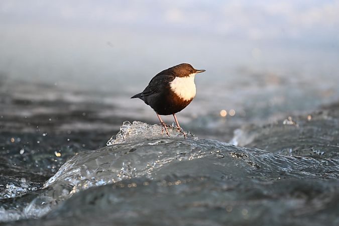 pluszcz  - Małgorzata Łuczkiewicz