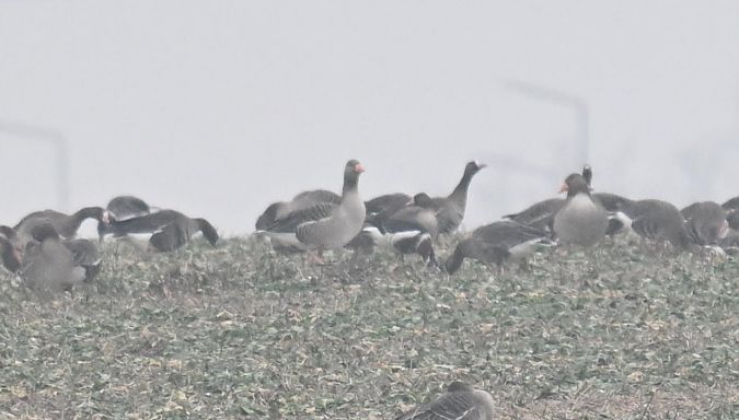 bernikla rdzawoszyja  - Małgorzata Łuczkiewicz