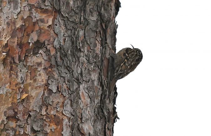 pełzacz nieoznaczony  - Małgorzata Łuczkiewicz