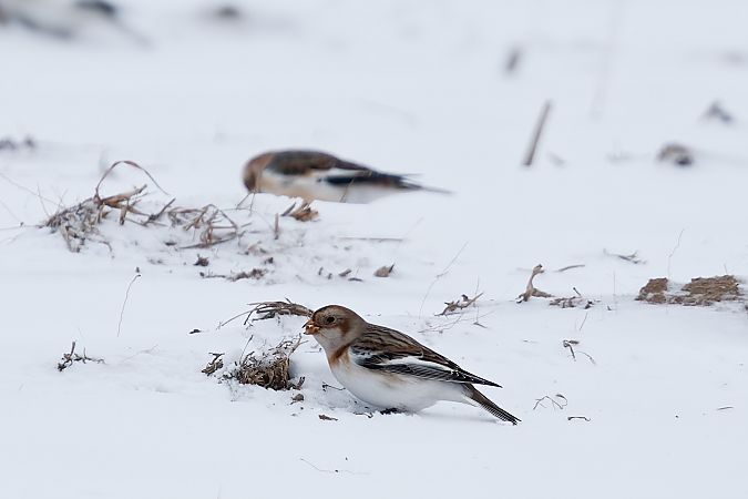 śnieguła  - Marcin Piątkowski