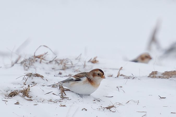 śnieguła  - Marcin Piątkowski