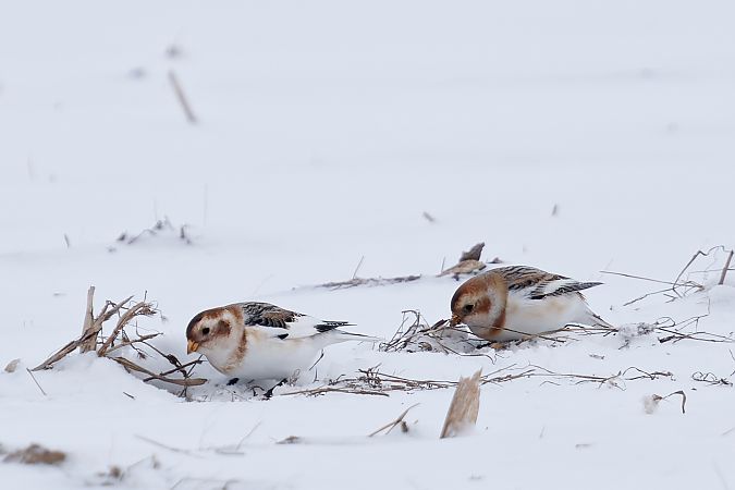 śnieguła  - Marcin Piątkowski