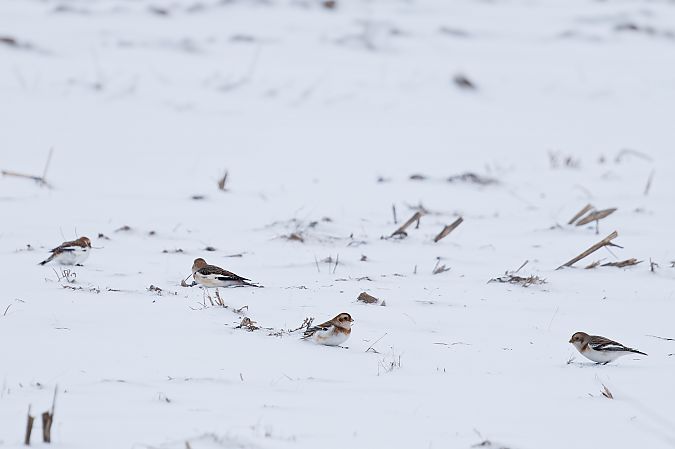 śnieguła  - Marcin Piątkowski
