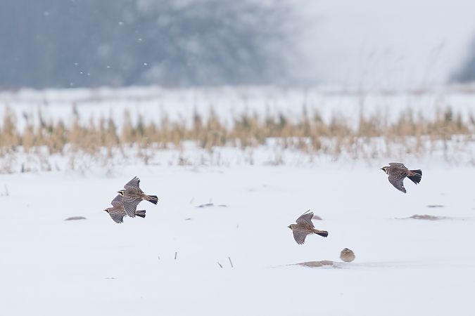 górniczek  - Marcin Piątkowski