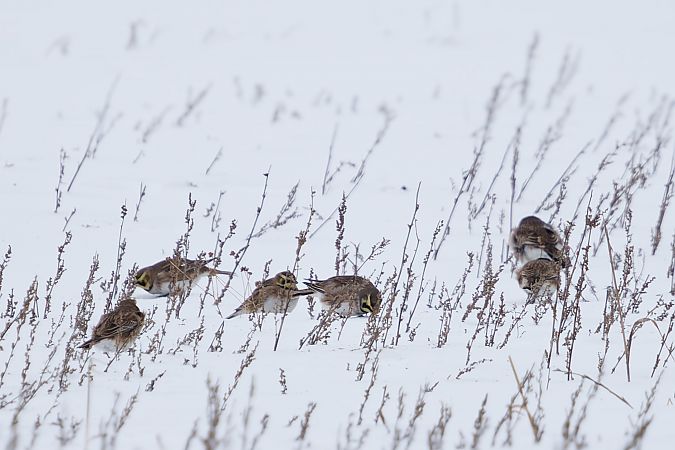 górniczek  - Marcin Piątkowski