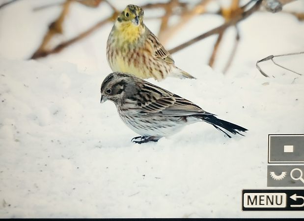 trznadel białogłowy  - Jarosław Synowiecki