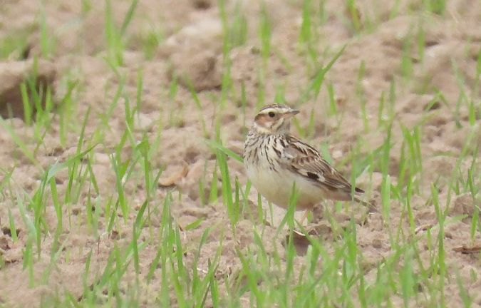 lerka  - Maciej Niepomnik