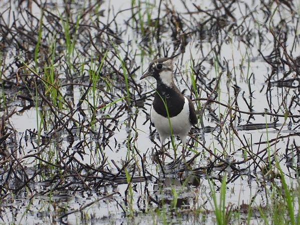 czajka  - Maciej Niepomnik