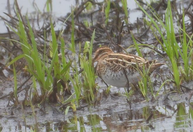 kszyk  - Maciej Niepomnik
