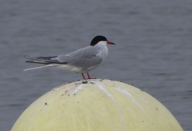 rybitwa rzeczna  - Maciej Niepomnik