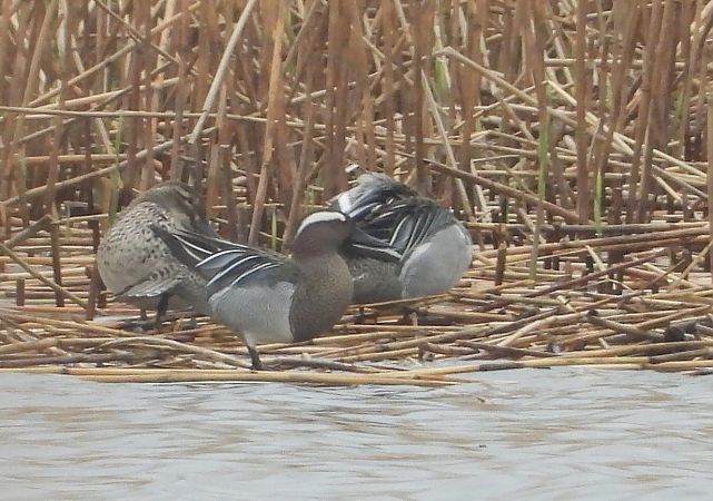 cyranka  - Maciej Niepomnik