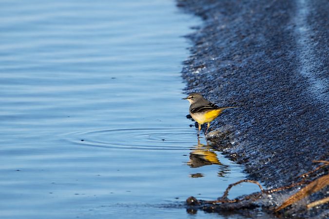 Gebirgsstelze  - Maciej Kulmajer