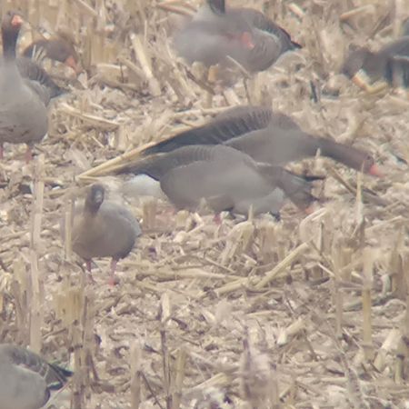 gęś krótkodzioba  - Tomek Królak