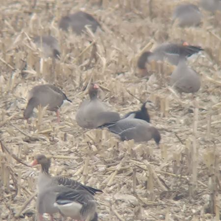 gęś krótkodzioba  - Tomek Królak