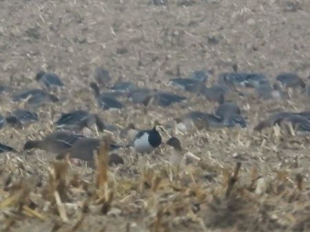 bernikla białolica  - Halina Łukomska