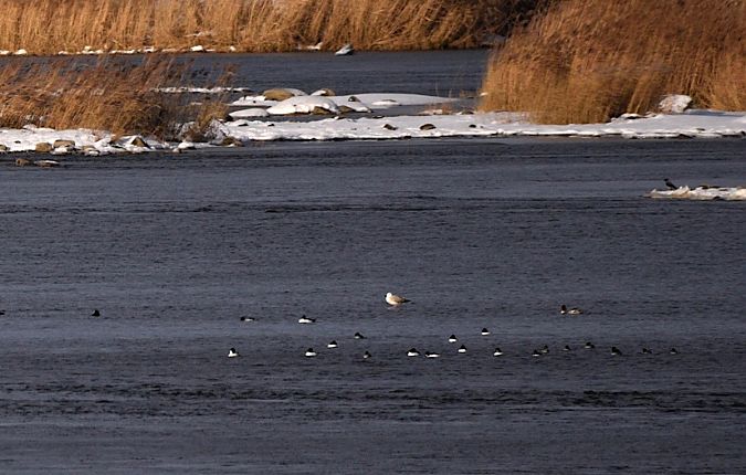 gągoł  - Hanna Żelichowska