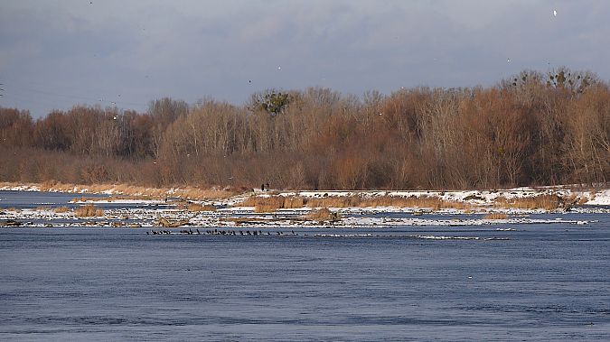 kormoran  - Hanna Żelichowska
