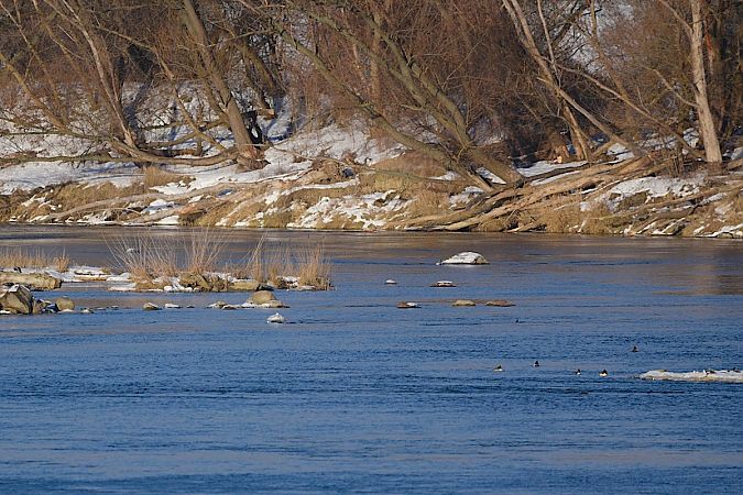 nurogęś  - Hanna Żelichowska