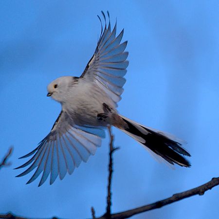 raniuszek  - Hanna Żelichowska