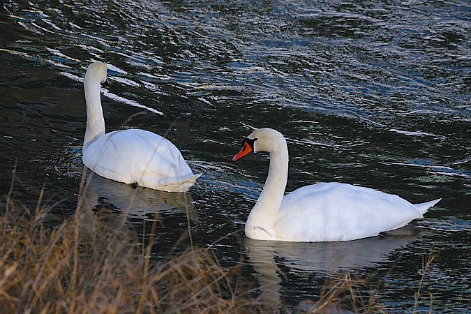 Höckerschwan  - Hanna Żelichowska