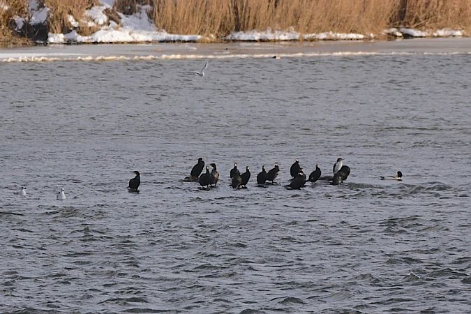 Kormoran  - Hanna Żelichowska