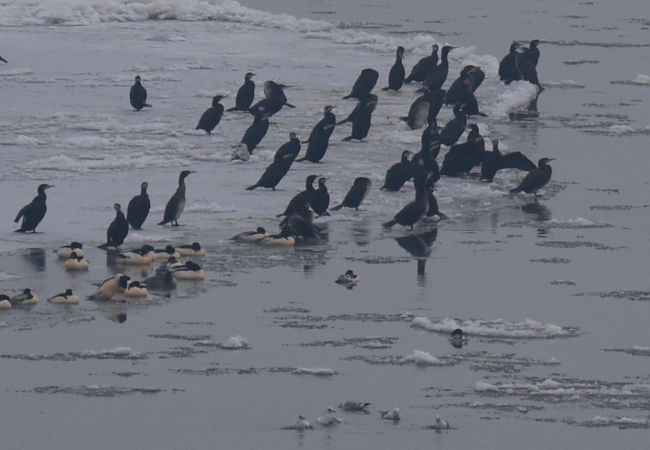 kormoran  - Hanna Żelichowska