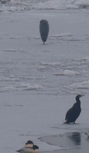 czapla siwa  - Hanna Żelichowska