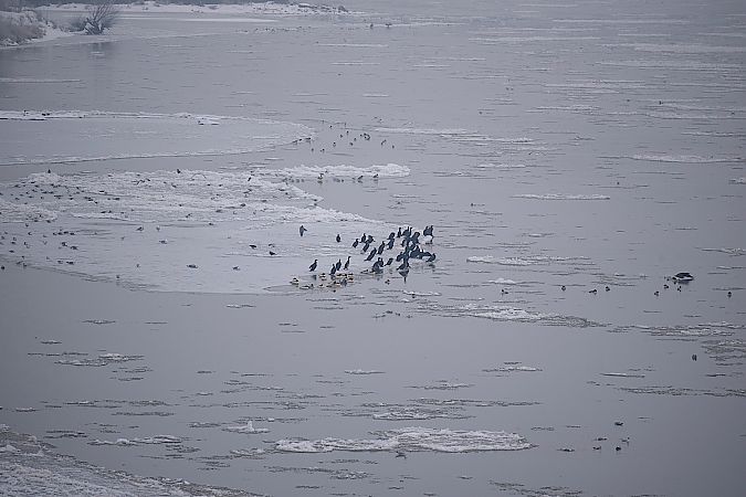 nurogęś  - Hanna Żelichowska