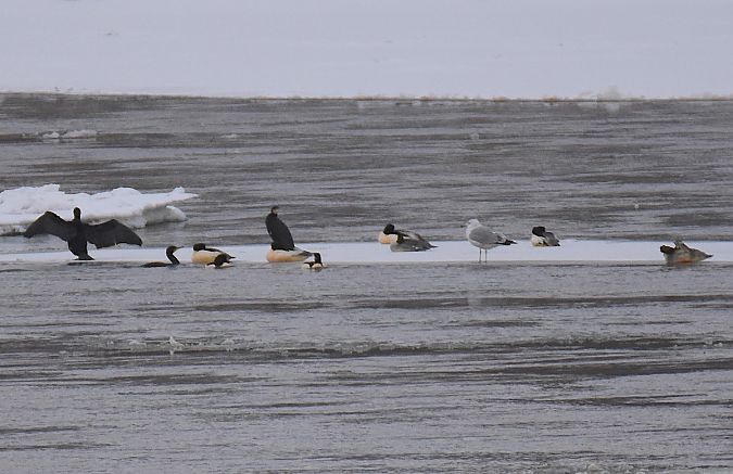kormoran  - Hanna Żelichowska