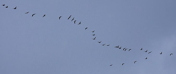 kormoran  - Hanna Żelichowska