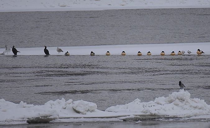 nurogęś  - Hanna Żelichowska