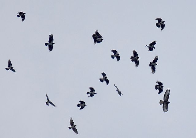 myszołów  - Hanna Żelichowska